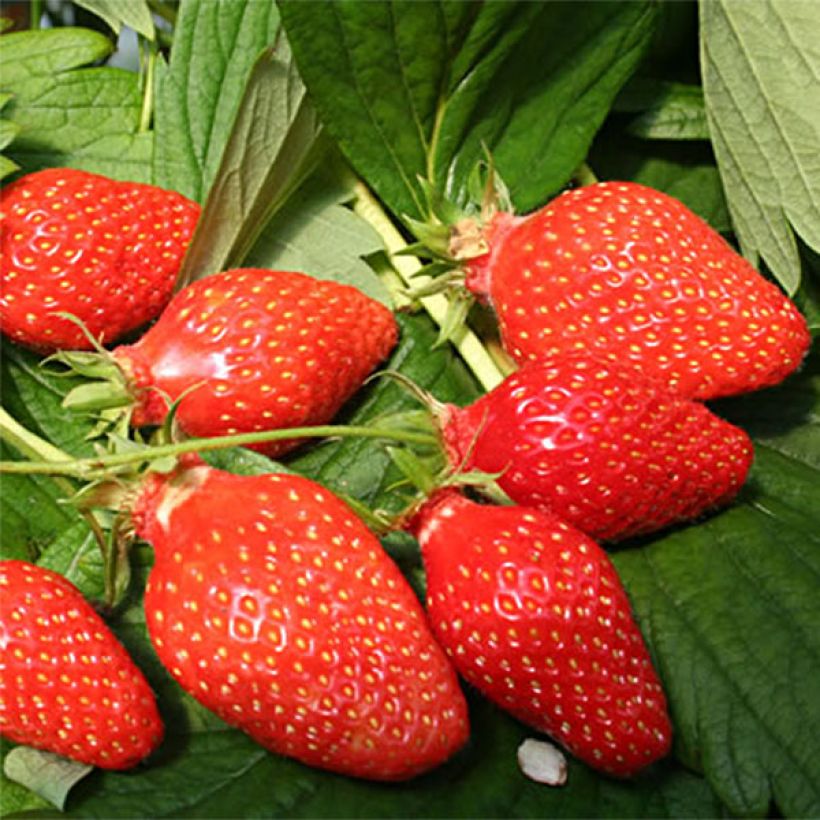 Fraisier Gariguette (non remontant ) (Harvest)
