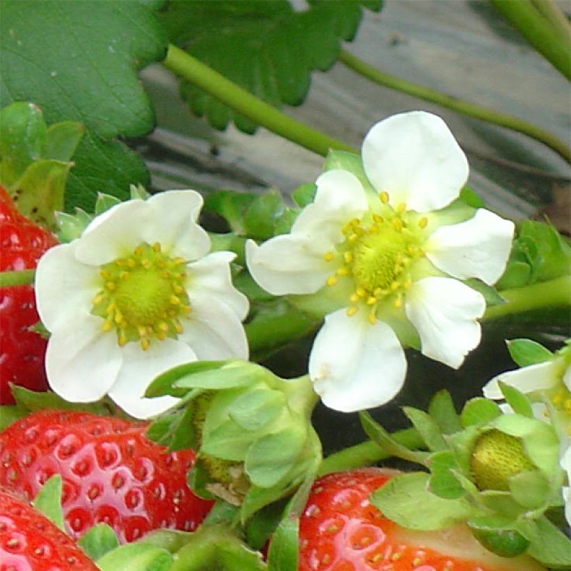 Fraisier Maestro (remontant) (Flowering)