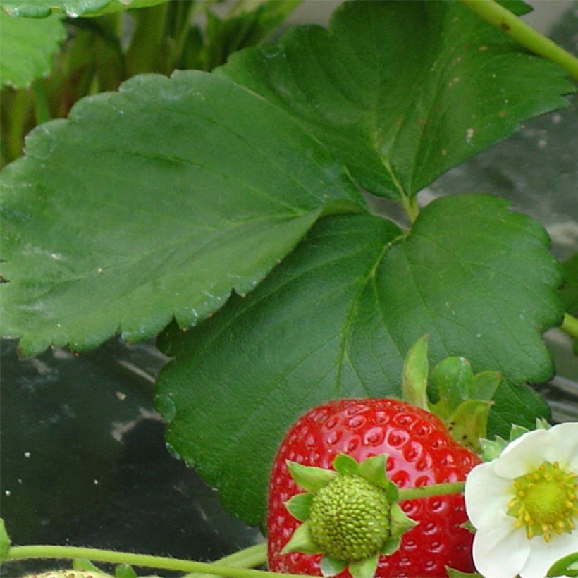 Fraisier Maestro (remontant) (Foliage)