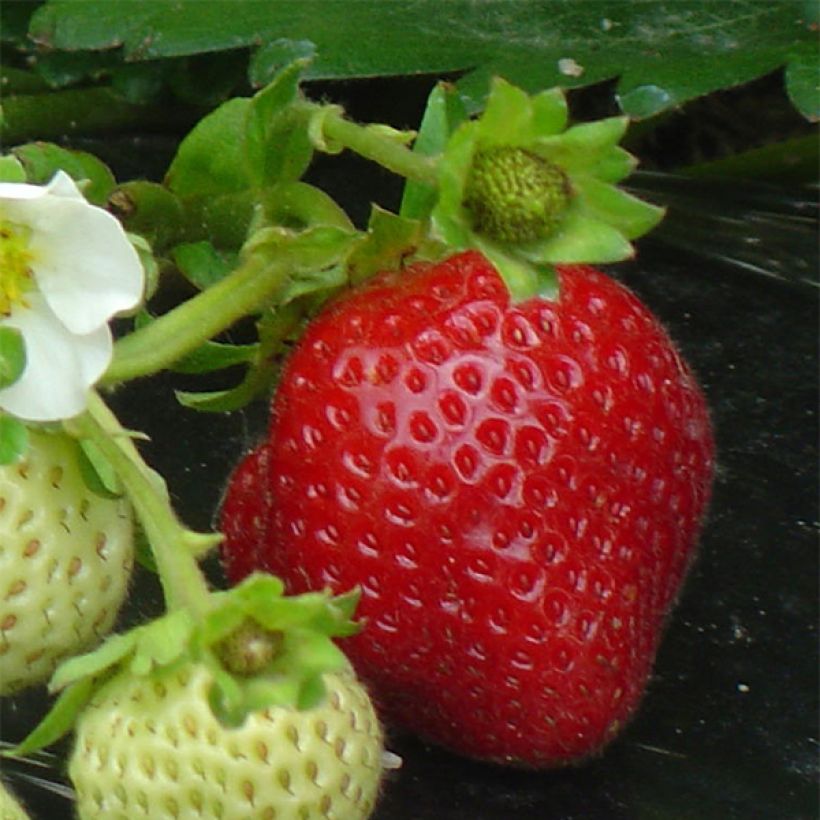 Fraisier Maestro (remontant) (Harvest)