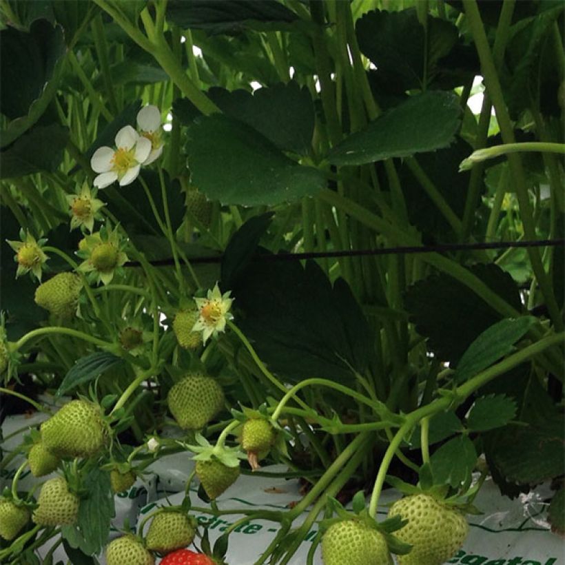 Fraisier Magnum Marionnet 97 (non remontant) (Foliage)