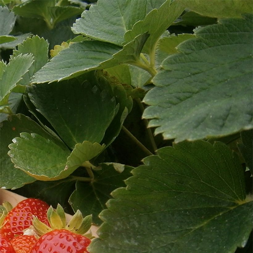 Fraisier Mariguette (remontant) en plants (Foliage)