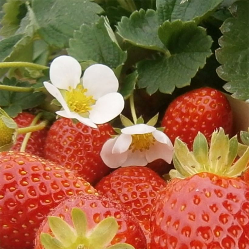 Fraisier Mariguette (remontant) en plants (Flowering)