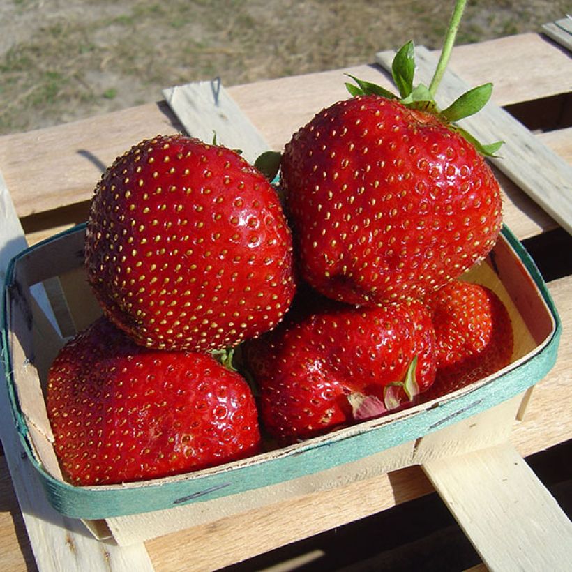 Fraisier Maxim (non remontant ) (Harvest)