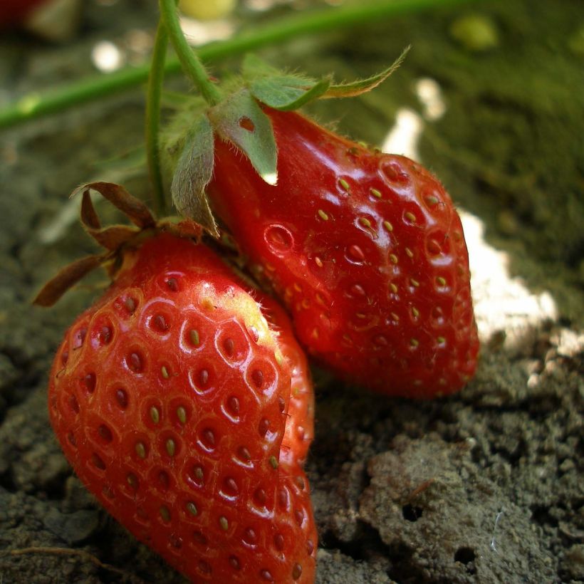 Fraisier Rubis des Jardins (Non remontant)  (Harvest)