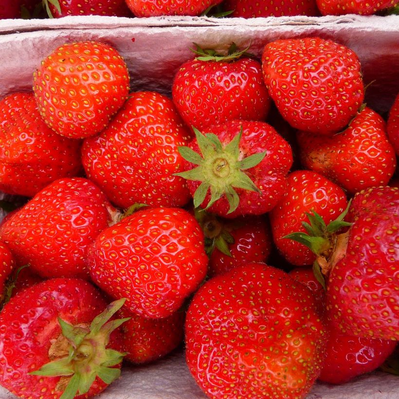 Fraisier Senga Sengana  (Non remontant)  (Harvest)