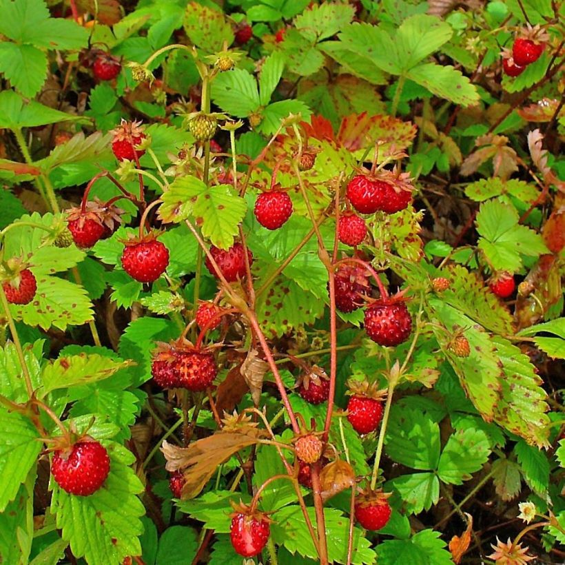 Fraisier des bois Bio (Harvest)