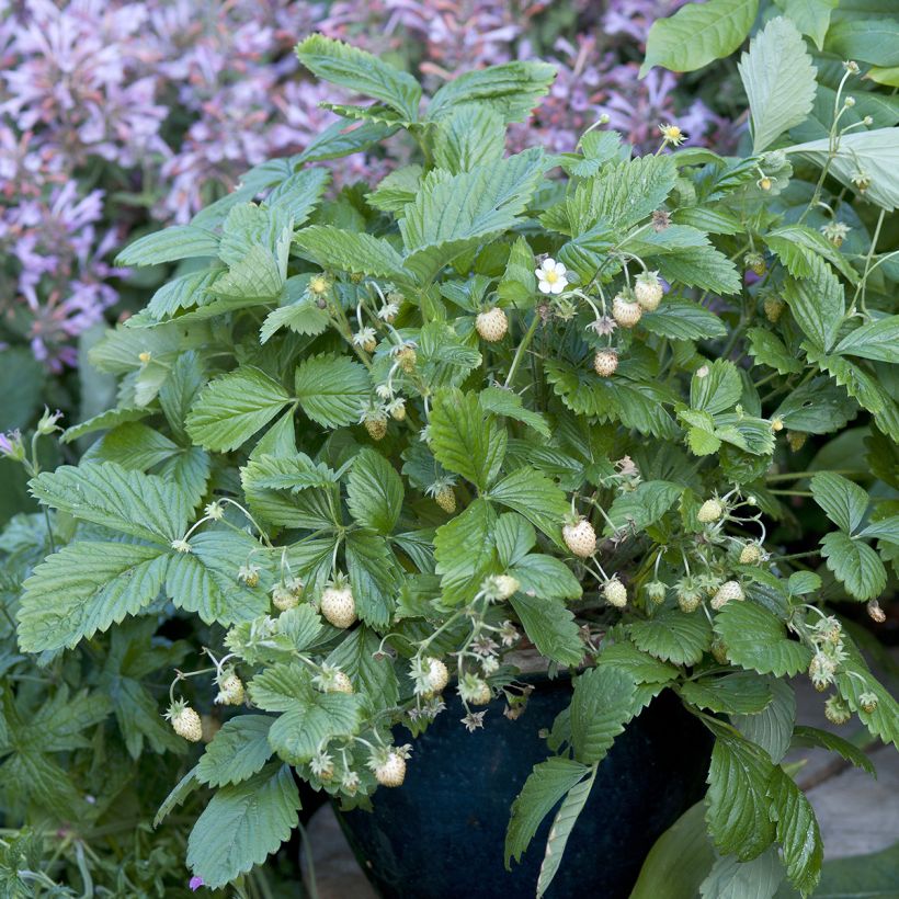 Fraisier des bois Yellow Wonder - Graines de Fragaria vesca (Plant habit)