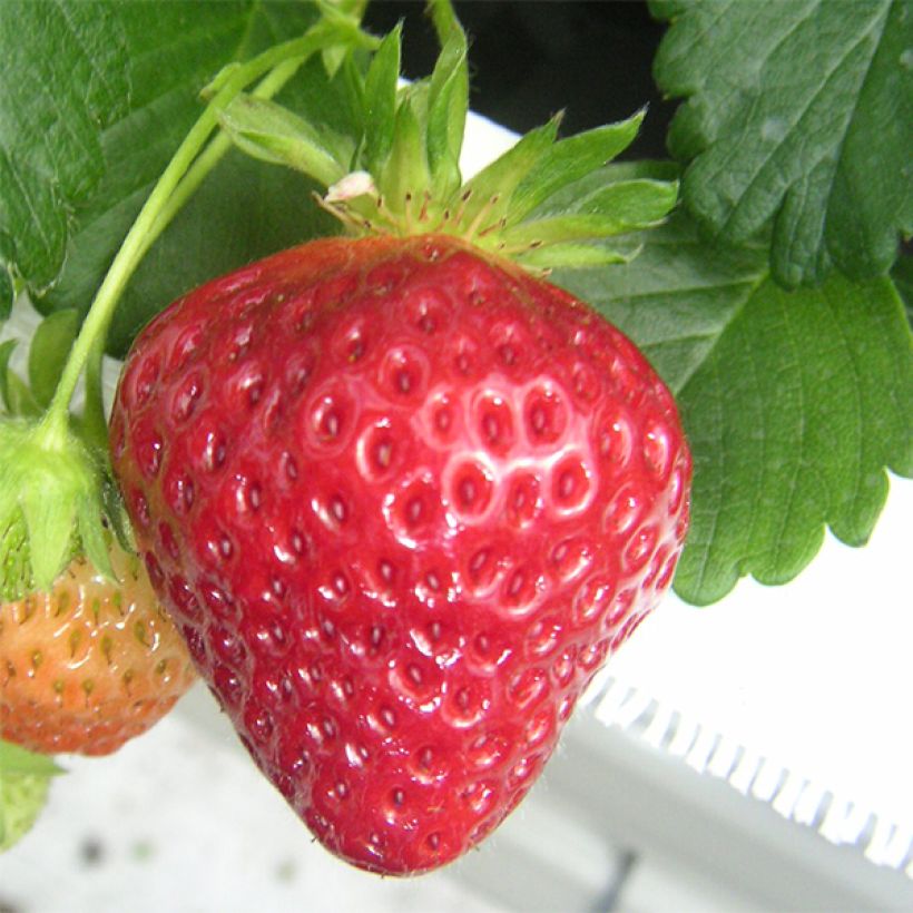 Fraisier Manille (non remontant) (Harvest)