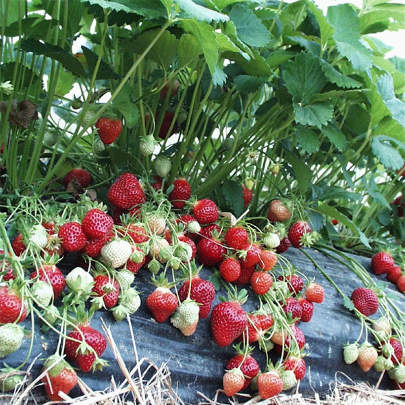 Fraisier Manille (non remontant) (Plant habit)
