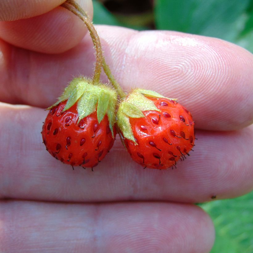 Fraisier rose - Fragaria Pink Panda (Harvest)