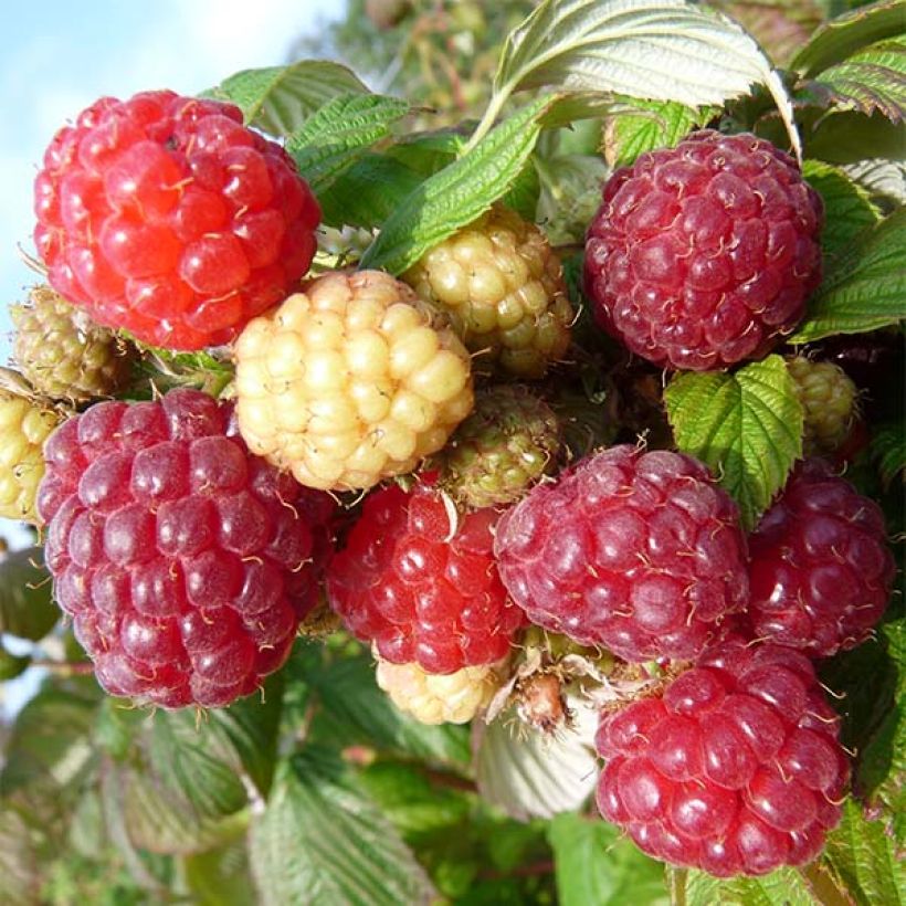 Framboisier Aroma Queen (remontant) (Harvest)