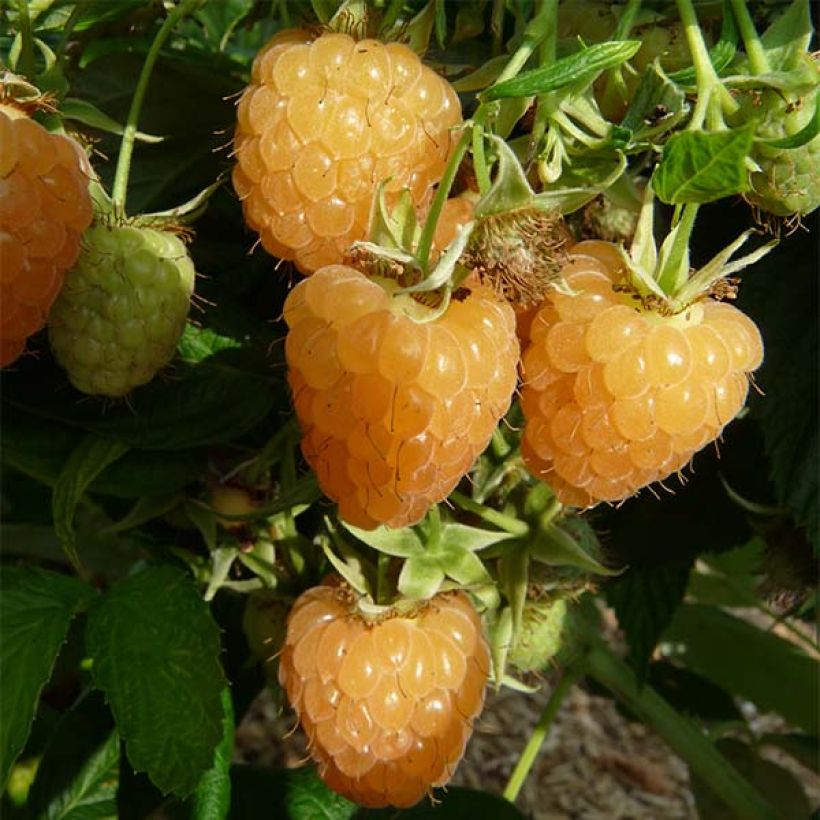 Framboisier Autumn Amber (remontant) (Harvest)