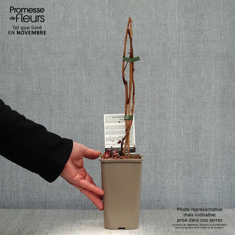 Example of Framboisier remontant Blissy ou Autumn Bliss - Rubus ideaus Pot de 1,5L/2L, Touffe as you get in automne