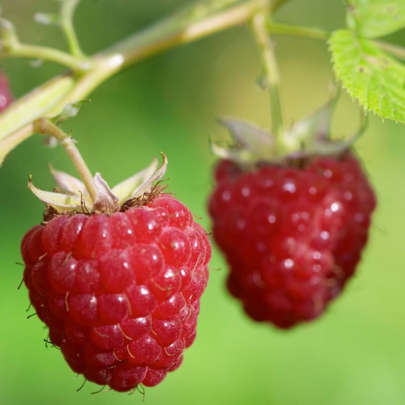 Framboisier Délice de Framboise (non remontant) Bio (Harvest)