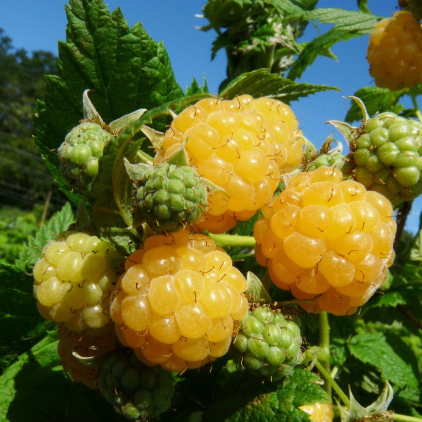 Framboisier Golden Everest (remontant) Bio (Harvest)