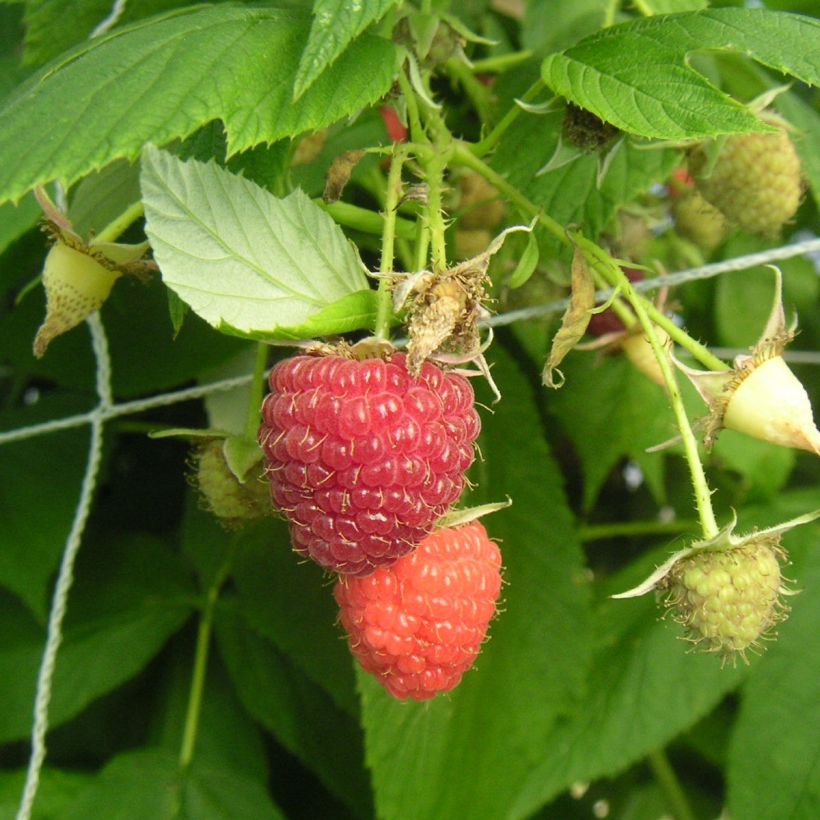 Framboisier Heritage (remontant) Bio (Harvest)