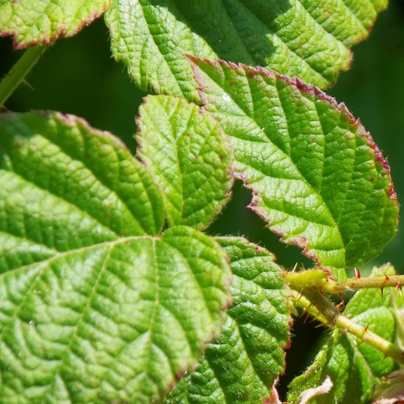 Framboisier Schönemann - Rubus idaeus (Foliage)