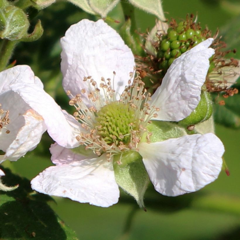 Framboisier Schönemann - Rubus idaeus (Flowering)