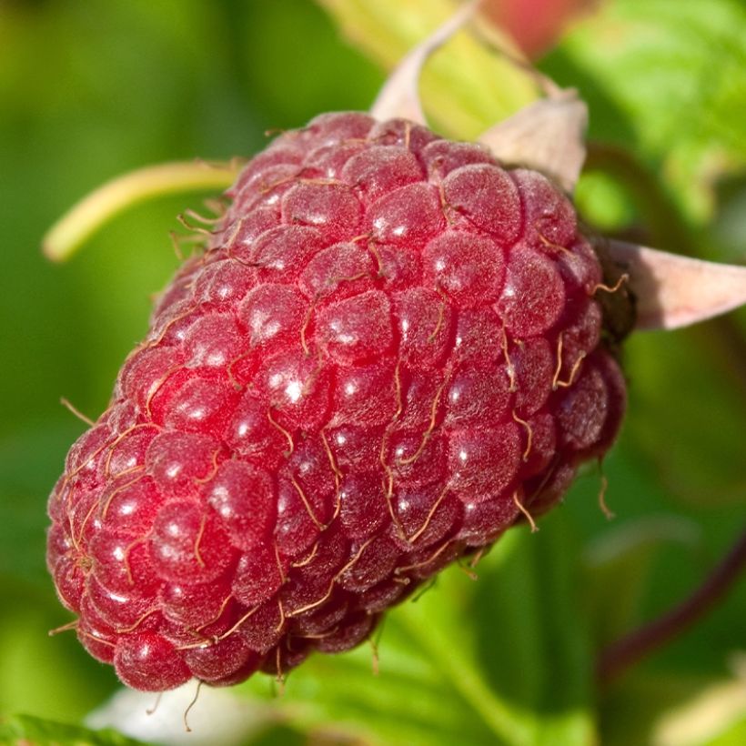 Framboisier Schönemann - Rubus idaeus (Harvest)