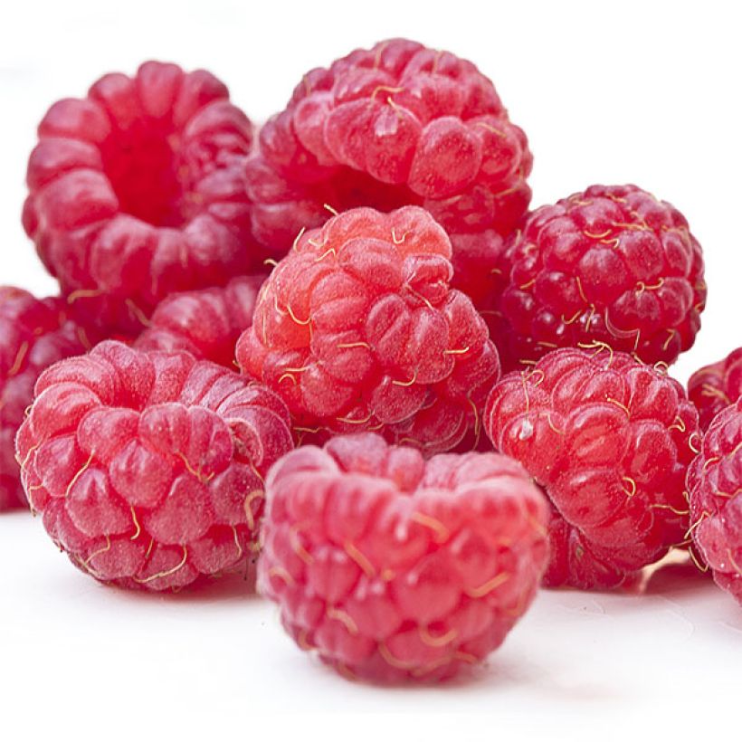 Framboisier Twotimer Sugana Red (remontant) (Harvest)