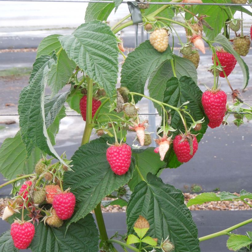 Framboisier Versailles (remontant) (Plant habit)