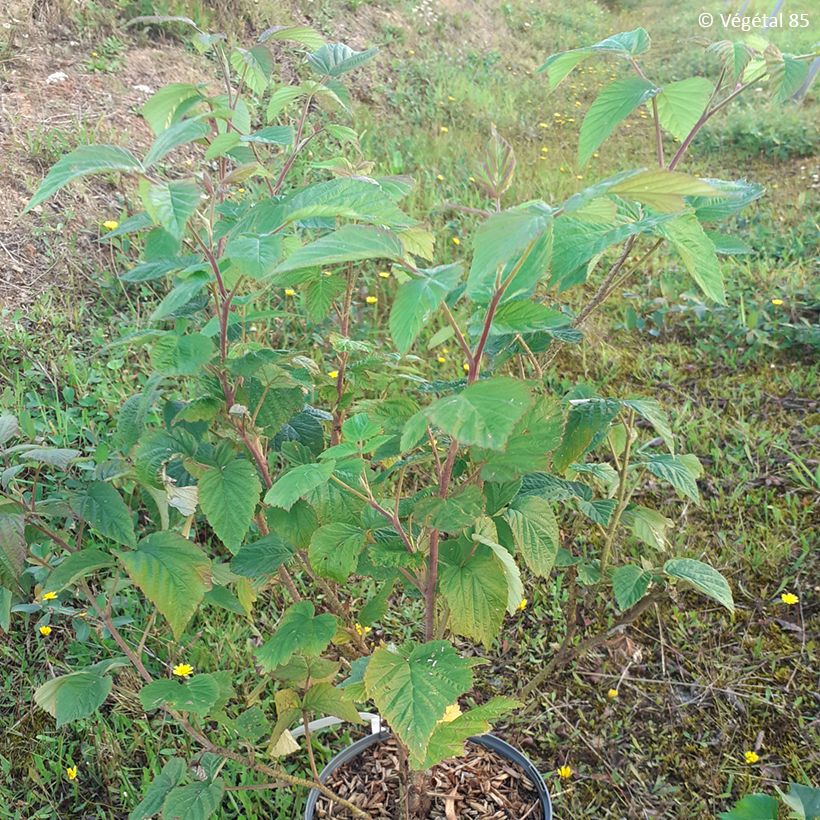 Framboisier Violette (non remontant) (Plant habit)