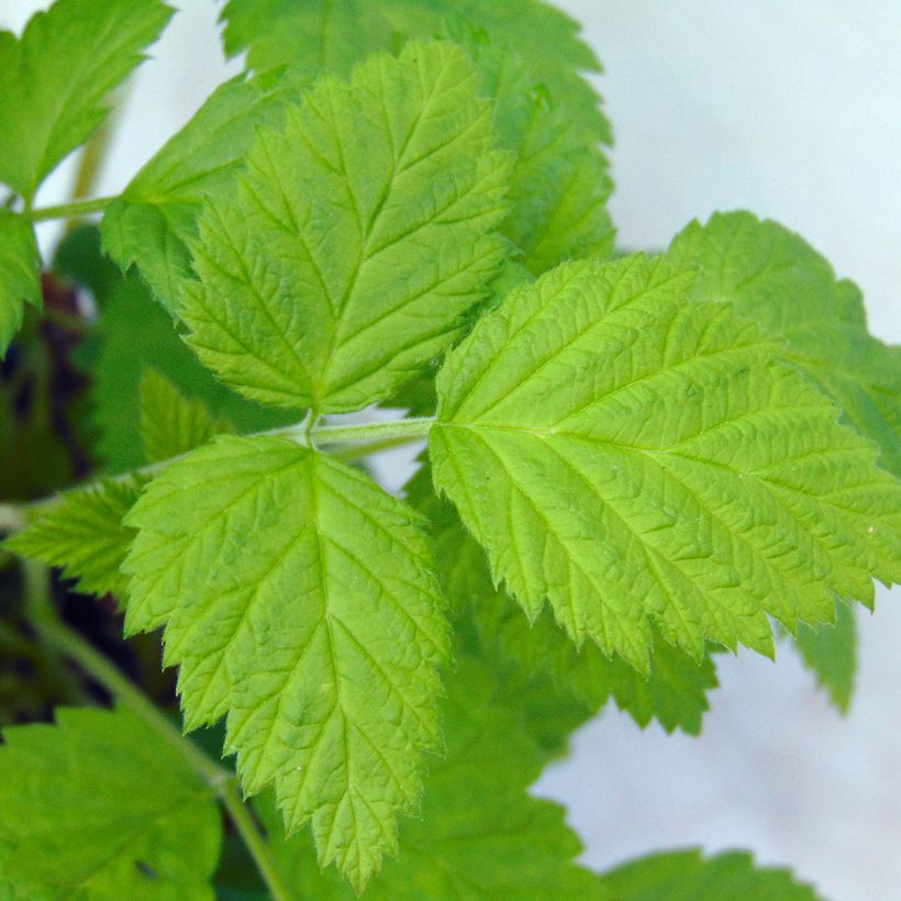 Framboisier Willamette (non remontant) (Foliage)