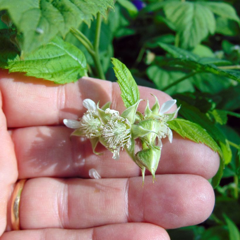Framboisier Willamette (non remontant) (Flowering)