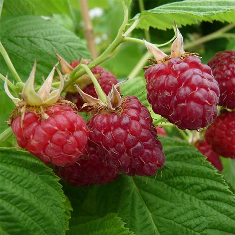 Framboisier nain Little Red Princess (Harvest)