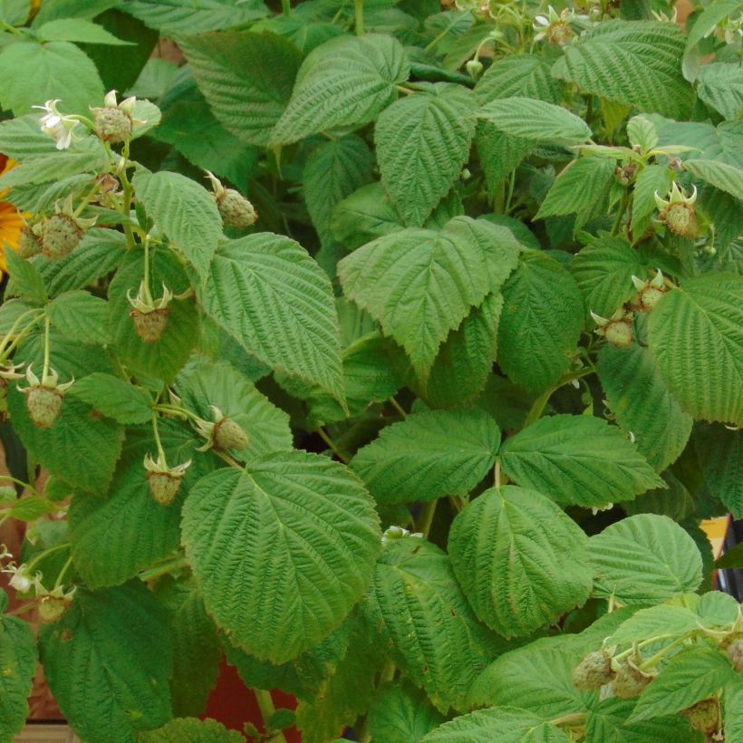 Framboisier nain Little Sweet Sister (Foliage)