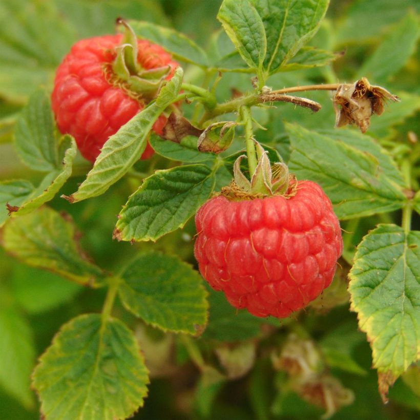 Framboisier nain Little Sweet Sister (Harvest)