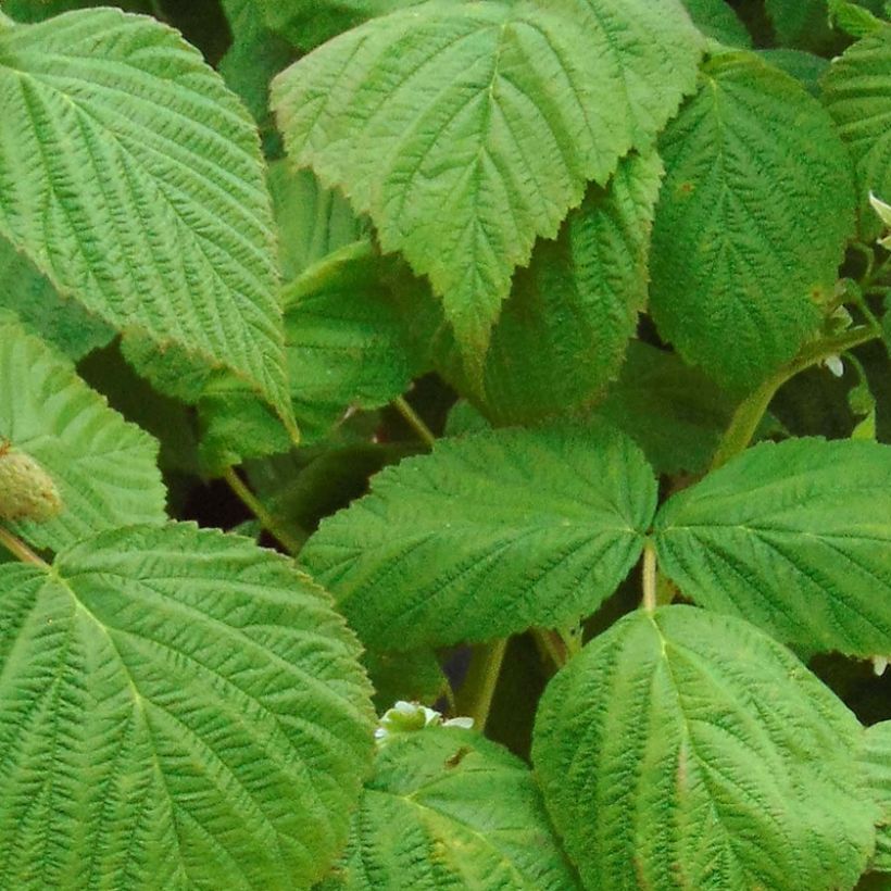 Framboisier nain Little Sweet Sister Bio (Foliage)