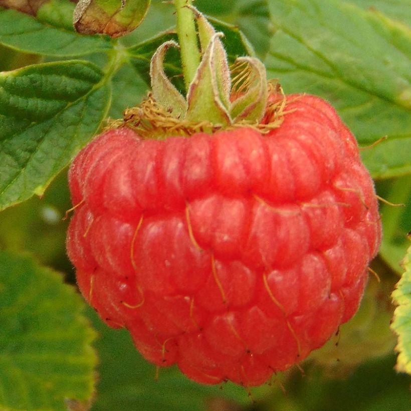 Framboisier nain Little Sweet Sister Bio (Harvest)