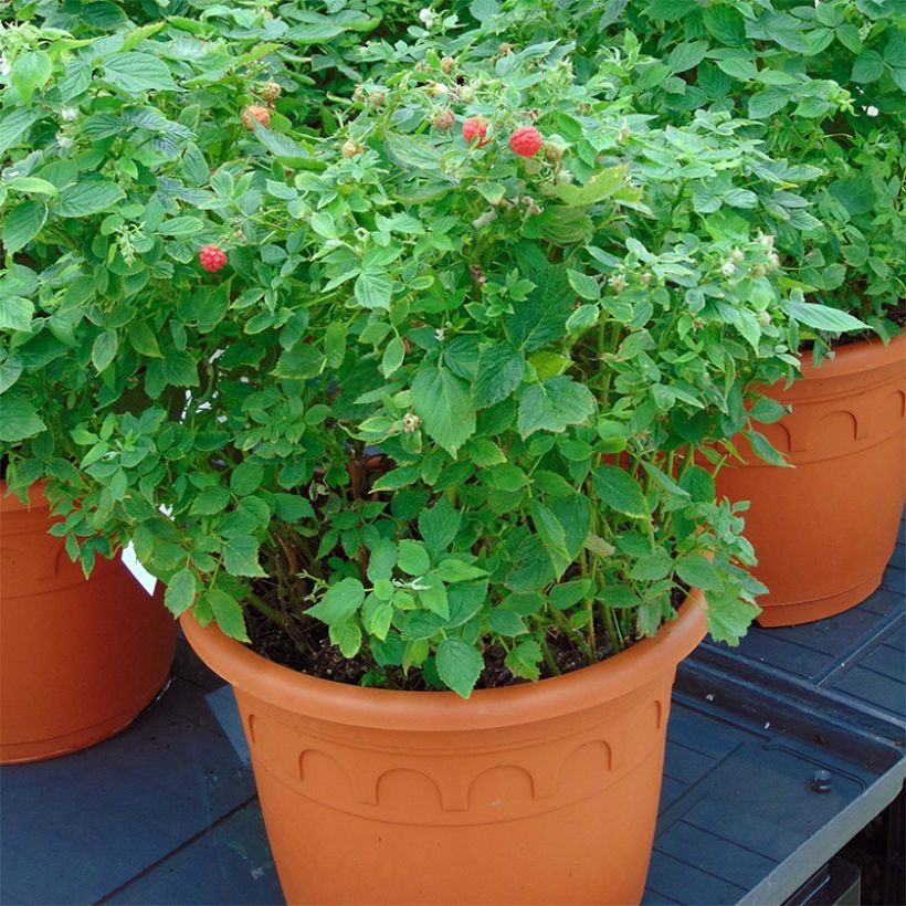 Framboisier nain Little Sweet Sister Bio (Plant habit)