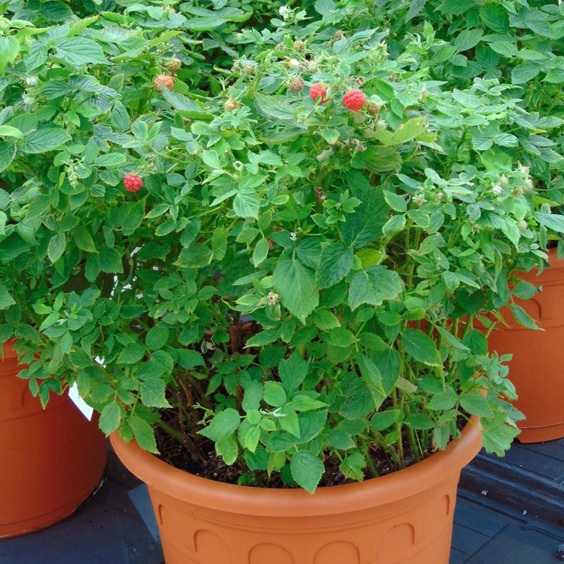 Framboisier nain Little Sweet Sister (Plant habit)