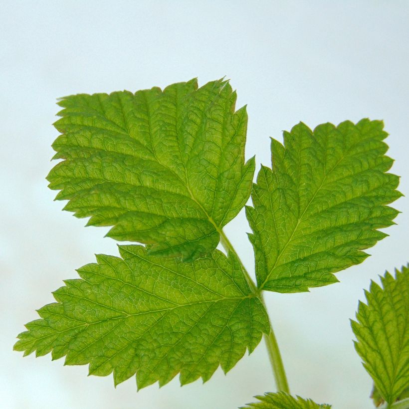 Framboisier nain Ruby Beauty (Foliage)