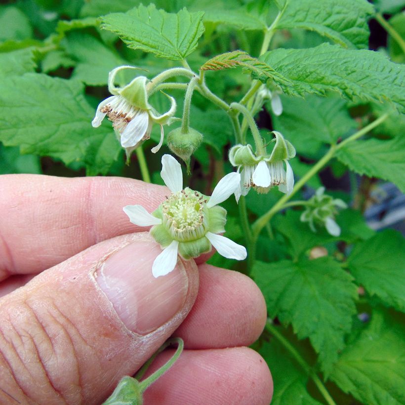 Framboisier nain Ruby Beauty (Flowering)