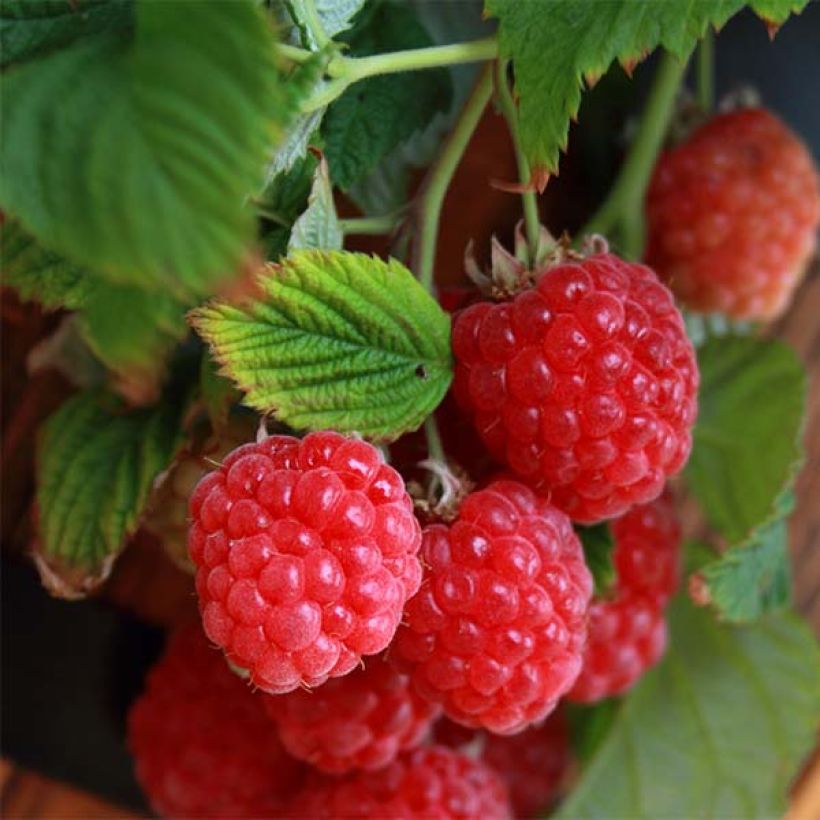 Framboisier nain Ruby Beauty (Harvest)