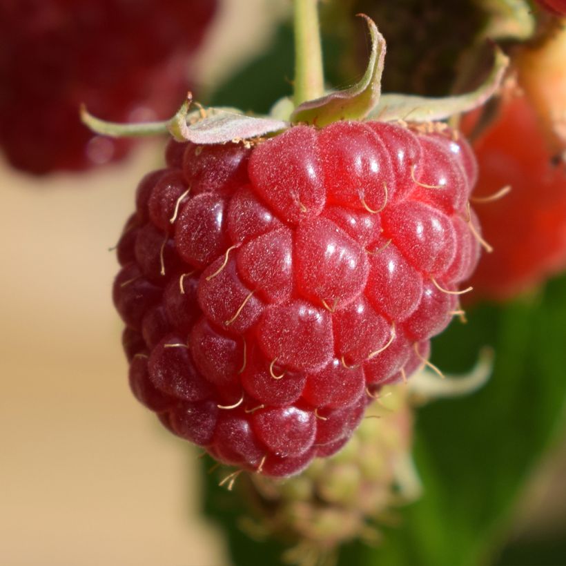 Framboisier nain remontant Autumn Belle - Rubus idaeus (Harvest)
