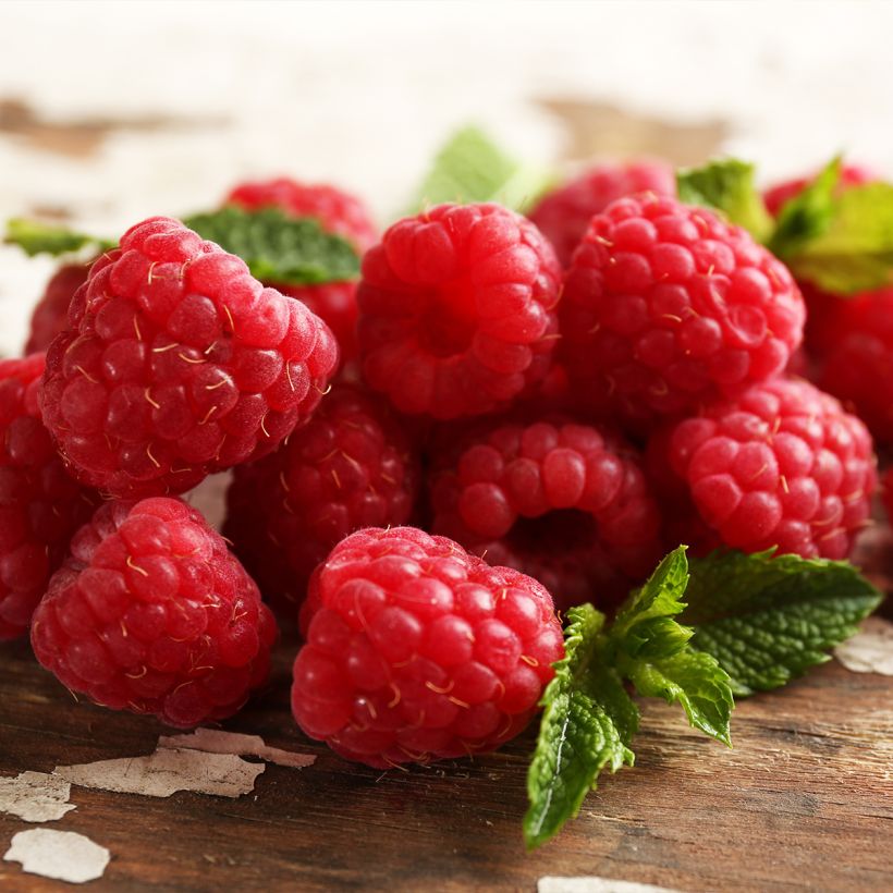 Framboisier nain remontant Bella Aromatica - Rubus idaeus  (Harvest)