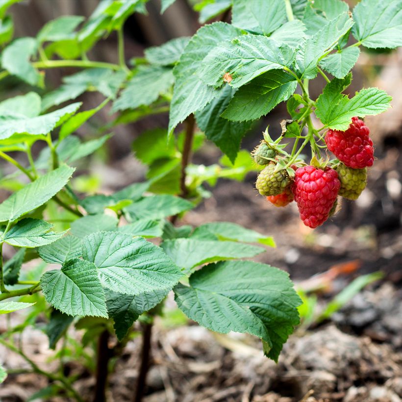 Framboisier nain remontant Bella Aromatica - Rubus idaeus  (Plant habit)