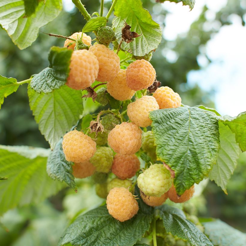 Framboisier nain Lowberry Goodasgold - Rubus idaeus (Harvest)