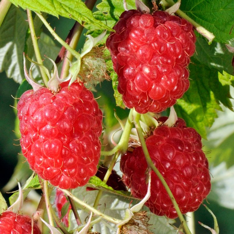 Framboisier remontant Sanibelle - Rubus idaeus (Harvest)