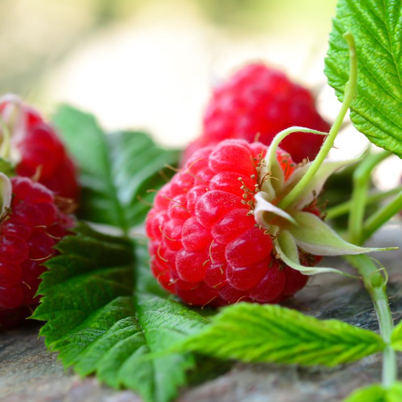Framboisier remontant Scepter - Rubus idaeus (Harvest)