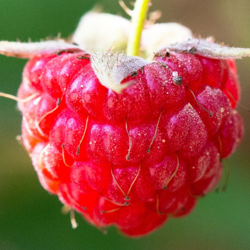 Framboisier remontant September - Rubus idaeus  (Harvest)