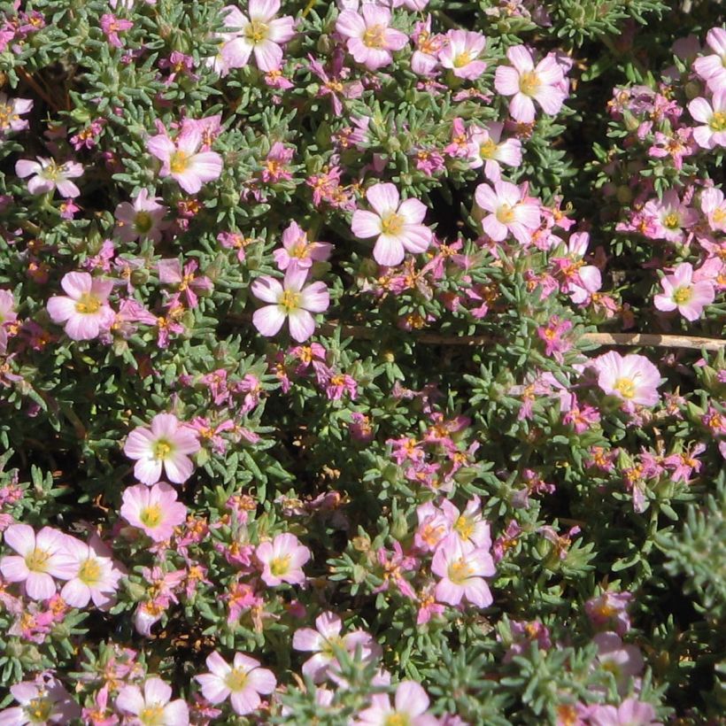 Frankenia laevis - Bruyère marine (Flowering)
