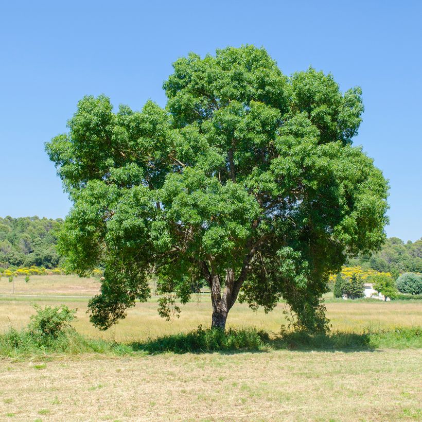 Fraxinus angustifolia - Frêne à feuilles étroites (Plant habit)