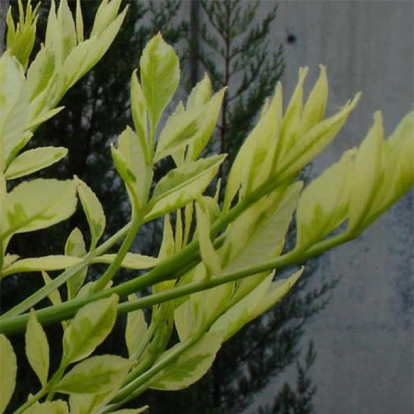 Frêne panaché - Fraxinus angustifolia Variegata. (Foliage)