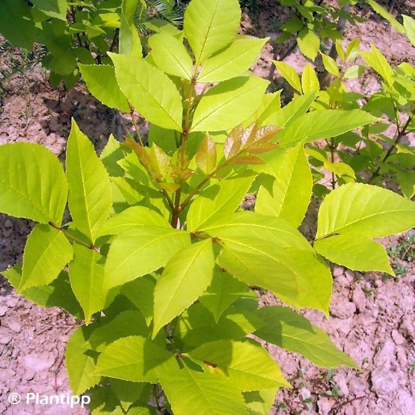 Frêne de Chine - Fraxinus chinensis Emma's Gold (Foliage)